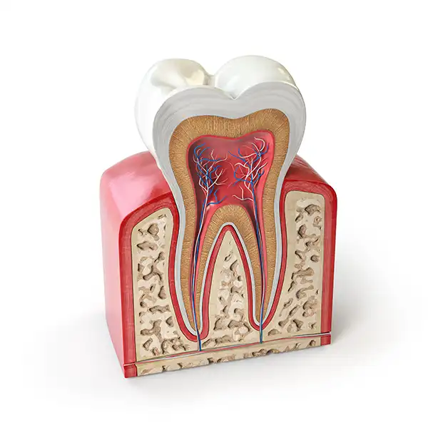 3D rendered cross-section view of a tooth and its roots  illustrated by Surf City Oral and Maxillofacial Surgery in Huntington Beach, CA
